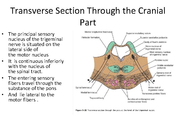 Transverse Section Through the Cranial Part • The principal sensory nucleus of the trigeminal