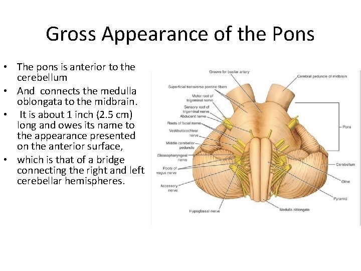 Gross Appearance of the Pons • The pons is anterior to the cerebellum •