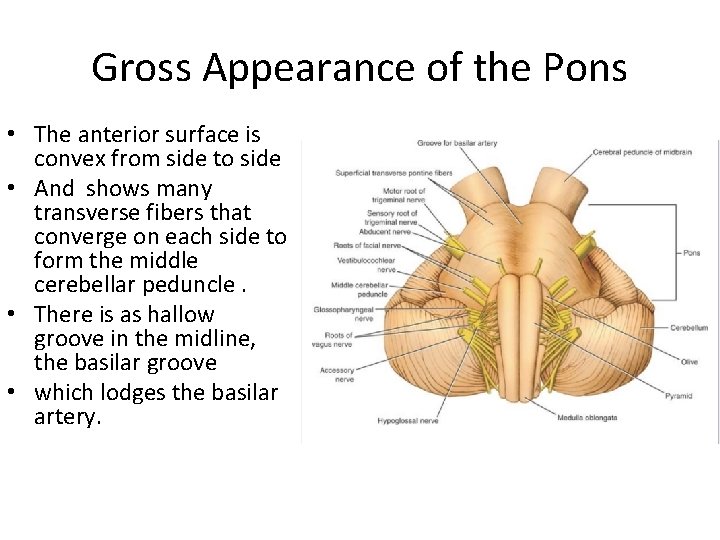 Gross Appearance of the Pons • The anterior surface is convex from side to