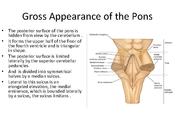 Gross Appearance of the Pons • The posterior surface of the pons is hidden