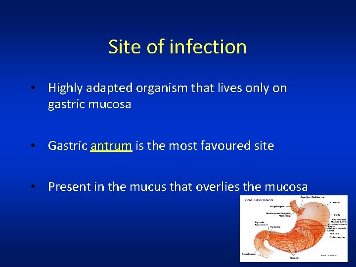 Site of infection • Highly adapted organism that lives only on gastric mucosa •