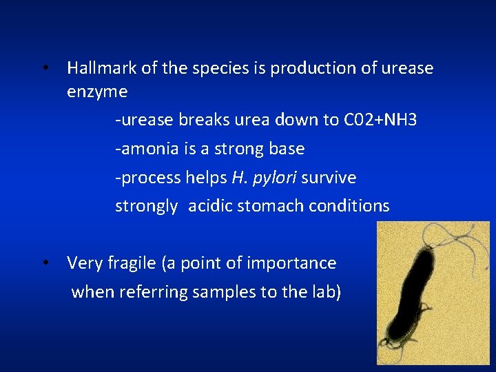  • Hallmark of the species is production of urease enzyme -urease breaks urea