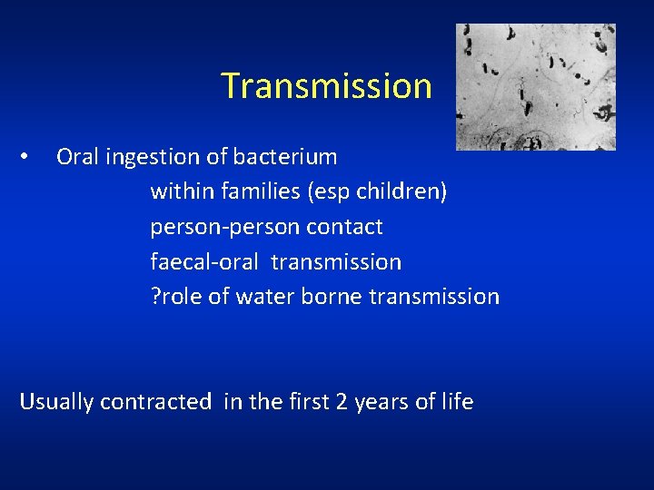 Transmission • Oral ingestion of bacterium within families (esp children) person-person contact faecal-oral transmission