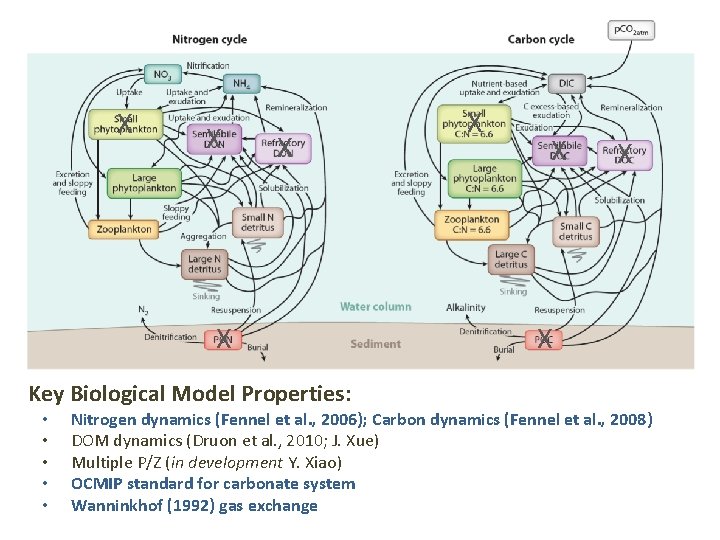 X X Key Biological Model Properties: • • • X X Nitrogen dynamics (Fennel