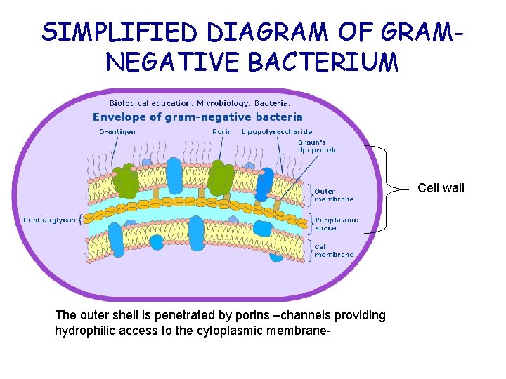 SIMPLIFIED DIAGRAM OF GRAMNEGATIVE BACTERIUM Cell wall The outer shell is penetrated by porins