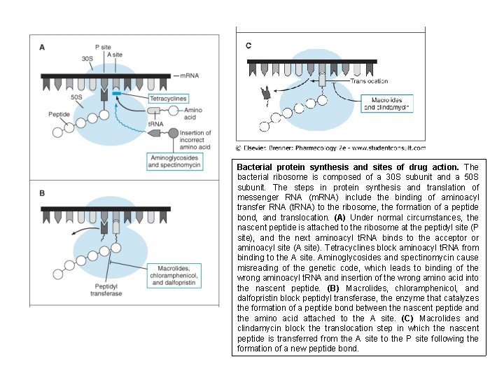 Bacterial protein synthesis and sites of drug action. The bacterial ribosome is composed of