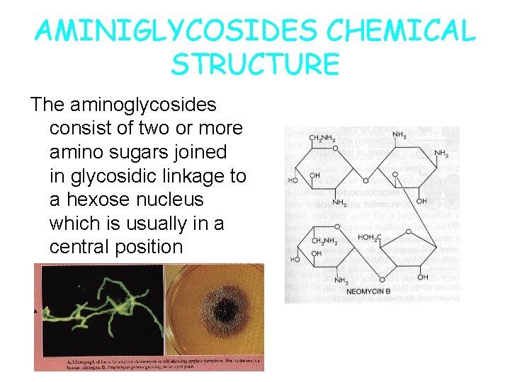 AMINIGLYCOSIDES CHEMICAL STRUCTURE The aminoglycosides consist of two or more amino sugars joined in