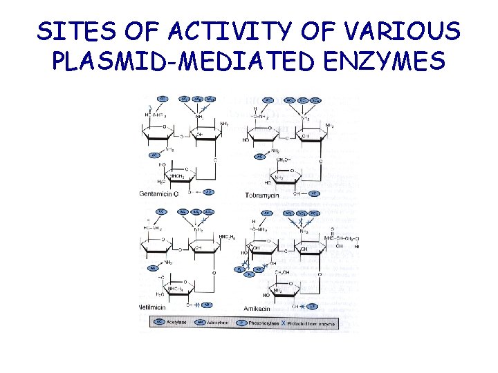 SITES OF ACTIVITY OF VARIOUS PLASMID-MEDIATED ENZYMES 