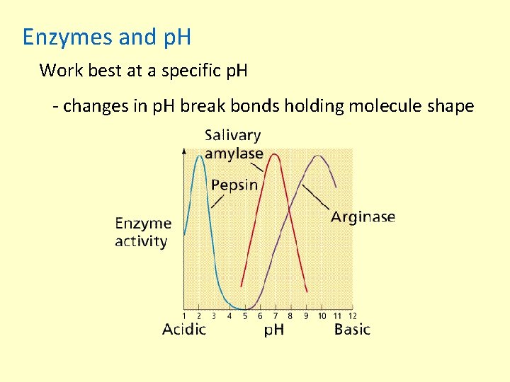 Enzymes and p. H Work best at a specific p. H - changes in