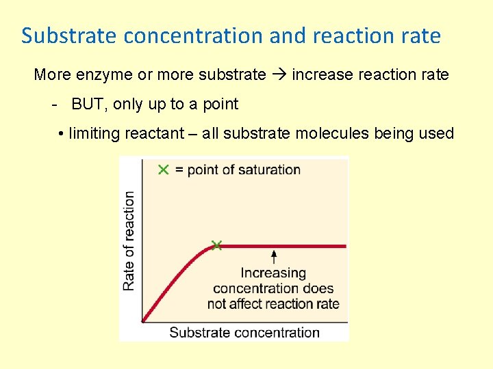 Substrate concentration and reaction rate More enzyme or more substrate increase reaction rate -