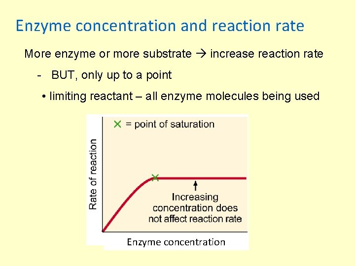 Enzyme concentration and reaction rate More enzyme or more substrate increase reaction rate -