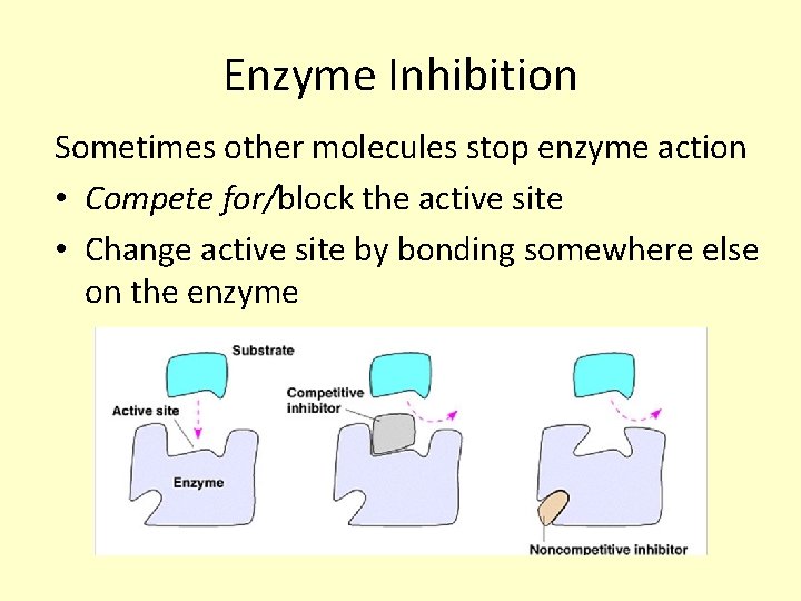 Enzyme Inhibition Sometimes other molecules stop enzyme action • Compete for/block the active site