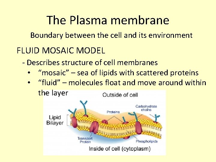 The Plasma membrane Boundary between the cell and its environment FLUID MOSAIC MODEL -