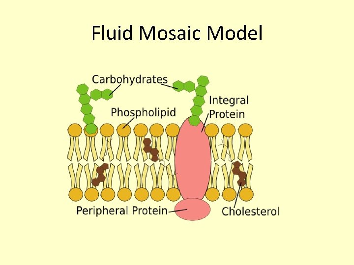 Fluid Mosaic Model 