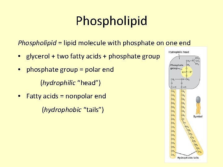Phospholipid = lipid molecule with phosphate on one end • glycerol + two fatty