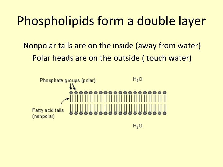 Phospholipids form a double layer Nonpolar tails are on the inside (away from water)