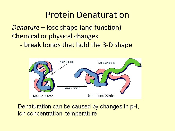 Protein Denaturation Denature – lose shape (and function) Chemical or physical changes - break