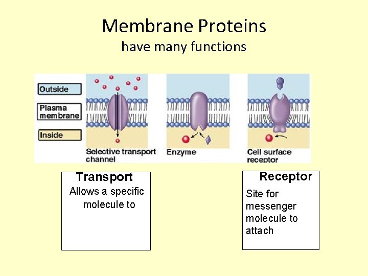 Membrane Proteins have many functions Transport Allows a specific molecule to Receptor Site for