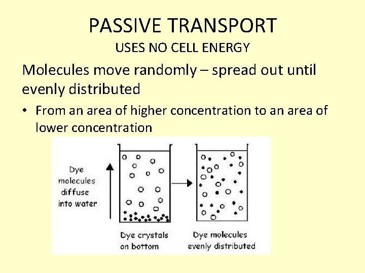 PASSIVE TRANSPORT USES NO CELL ENERGY Molecules move randomly – spread out until evenly