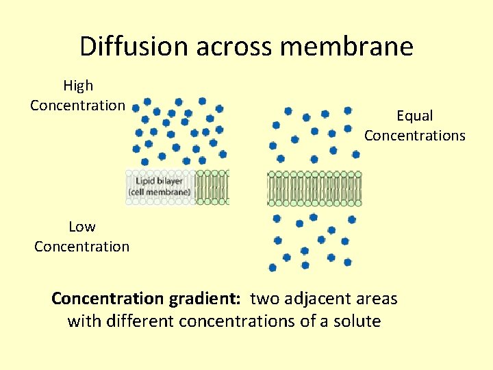 Diffusion across membrane High Concentration Equal Concentrations Low Concentration gradient: two adjacent areas with