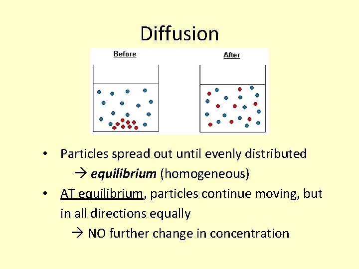 Diffusion • Particles spread out until evenly distributed equilibrium (homogeneous) • AT equilibrium, particles