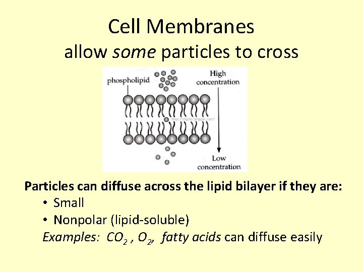 Cell Membranes allow some particles to cross Particles can diffuse across the lipid bilayer