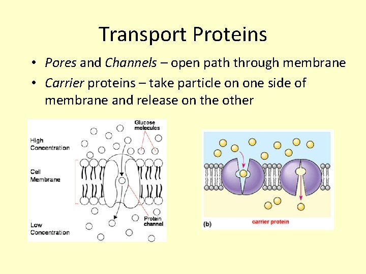 Transport Proteins • Pores and Channels – open path through membrane • Carrier proteins