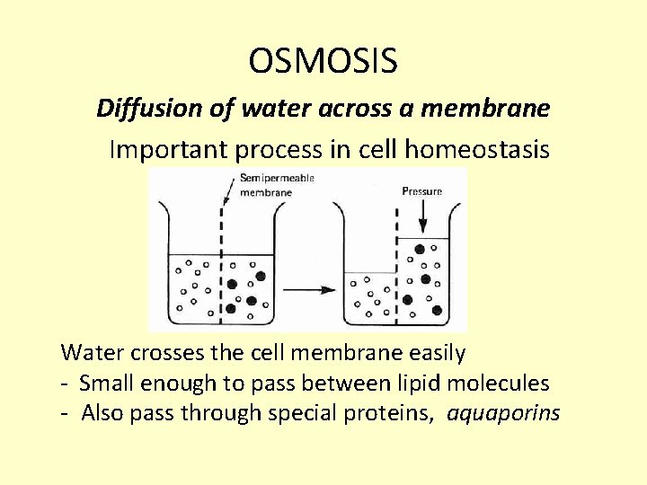 OSMOSIS Diffusion of water across a membrane Important process in cell homeostasis Water crosses