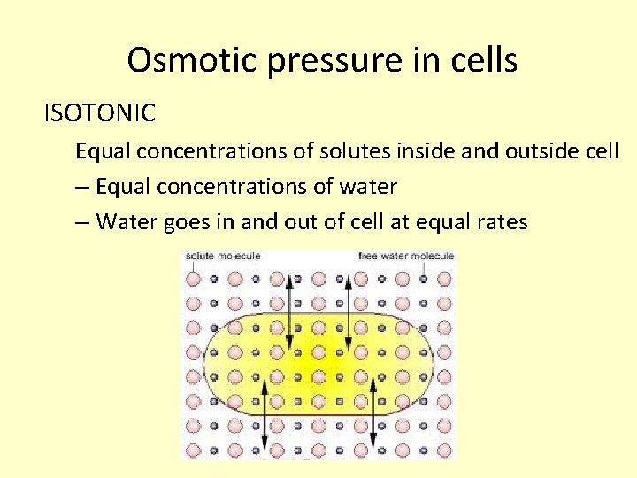  Osmotic pressure in cells ISOTONIC Equal concentrations of solutes inside and outside cell