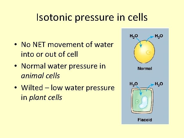 Isotonic pressure in cells • No NET movement of water into or out of