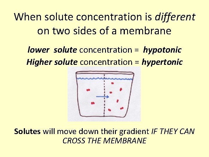 When solute concentration is different on two sides of a membrane lower solute concentration