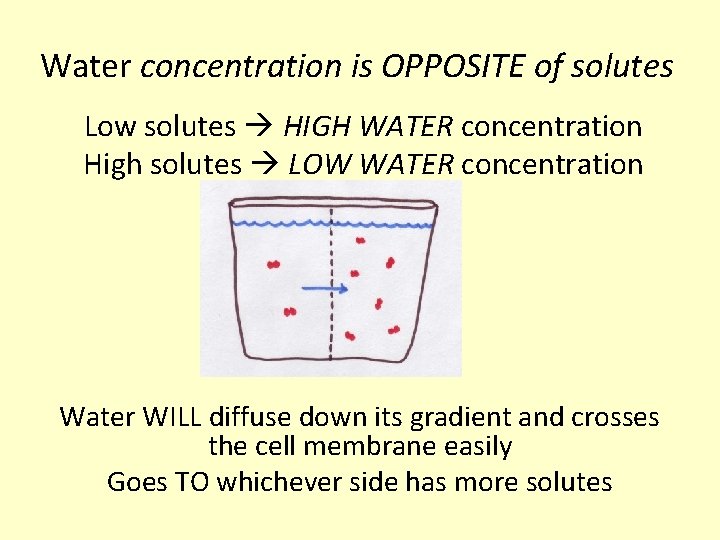 Water concentration is OPPOSITE of solutes Low solutes HIGH WATER concentration High solutes LOW