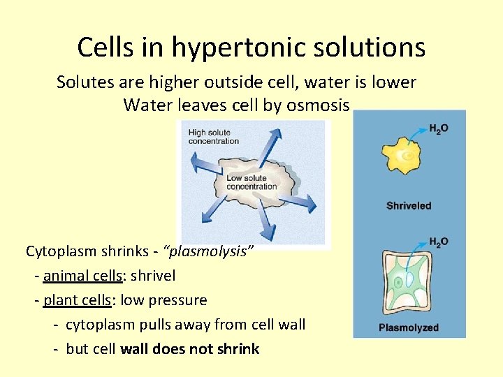 Cells in hypertonic solutions Solutes are higher outside cell, water is lower Water leaves