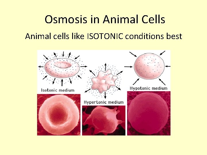  Osmosis in Animal Cells Animal cells like ISOTONIC conditions best 