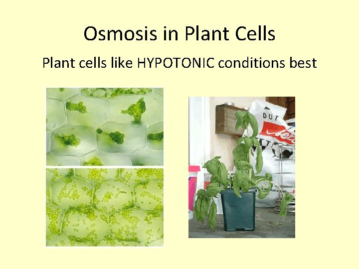 Osmosis in Plant Cells Plant cells like HYPOTONIC conditions best 