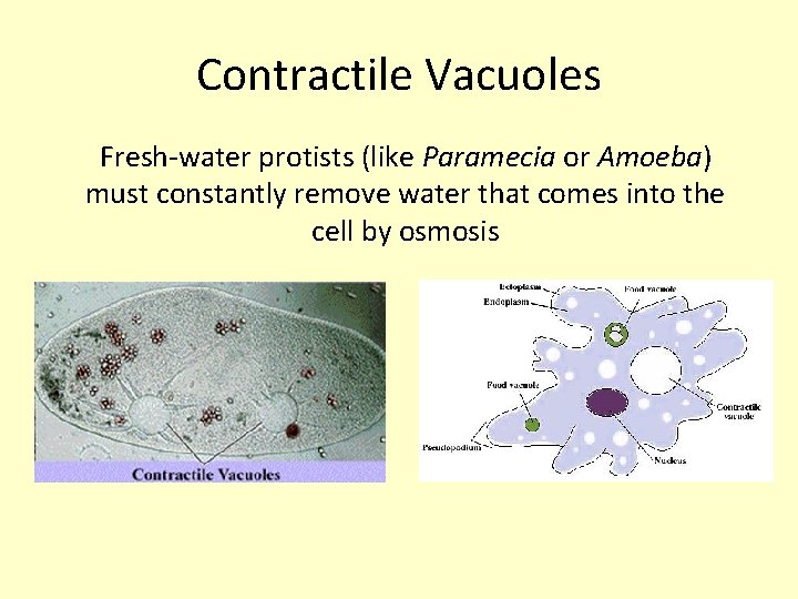 Contractile Vacuoles Fresh-water protists (like Paramecia or Amoeba) must constantly remove water that comes