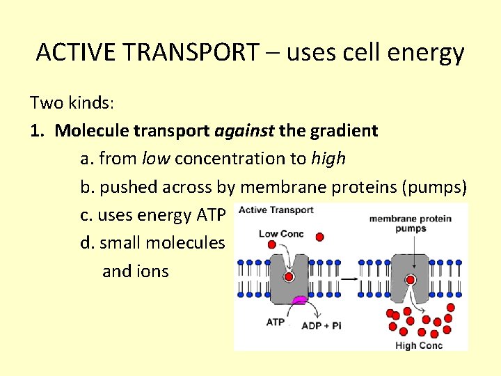ACTIVE TRANSPORT – uses cell energy Two kinds: 1. Molecule transport against the gradient