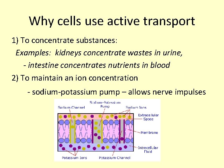 Why cells use active transport 1) To concentrate substances: Examples: kidneys concentrate wastes in