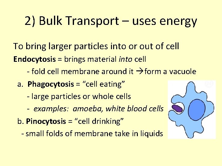 2) Bulk Transport – uses energy To bring larger particles into or out of