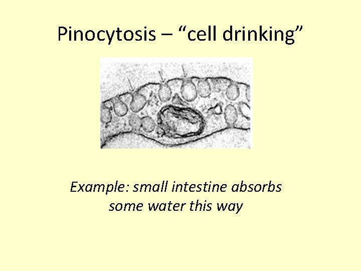 Pinocytosis – “cell drinking” Example: small intestine absorbs some water this way 
