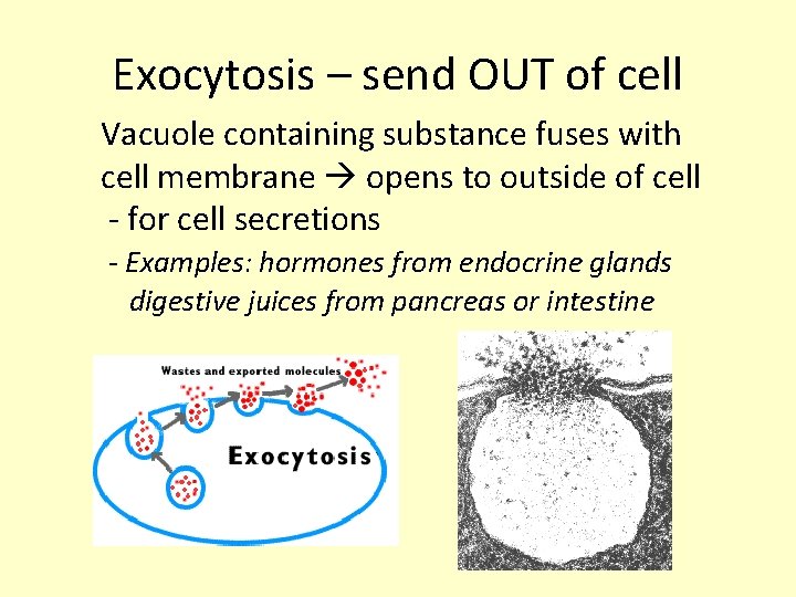 Exocytosis – send OUT of cell Vacuole containing substance fuses with cell membrane opens