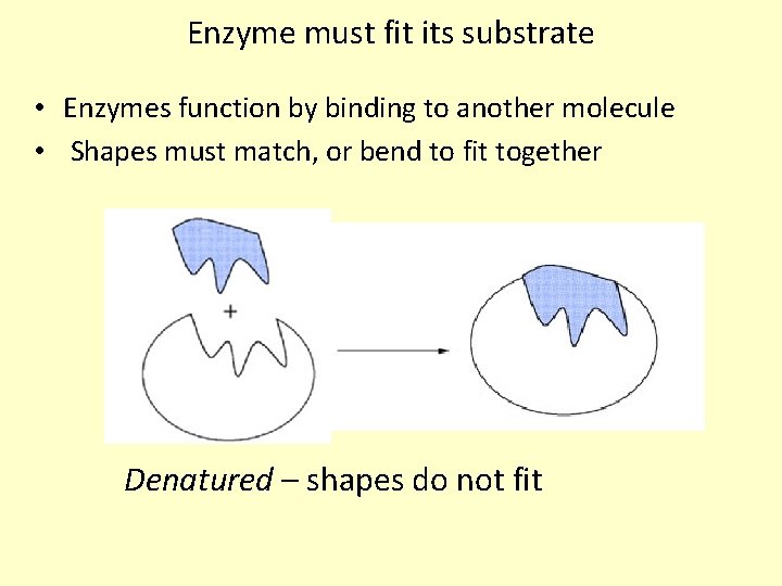 Enzyme must fit its substrate • Enzymes function by binding to another molecule •