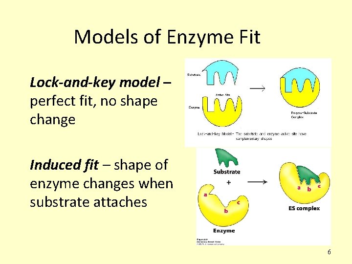 Models of Enzyme Fit Lock-and-key model – perfect fit, no shape change Induced fit