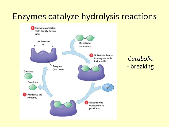 Enzymes catalyze hydrolysis reactions Catabolic - breaking 