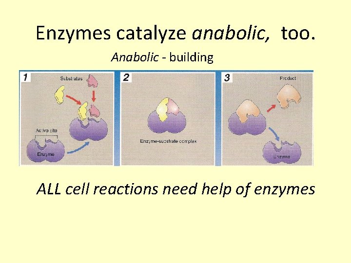 Enzymes catalyze anabolic, too. Anabolic - building ALL cell reactions need help of enzymes