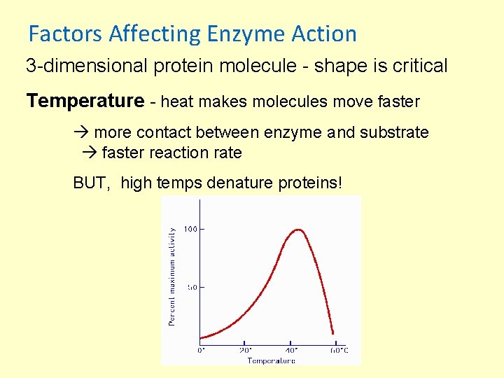  Factors Affecting Enzyme Action 3 -dimensional protein molecule - shape is critical Temperature