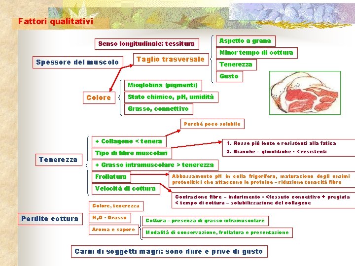 Fattori qualitativi Senso longitudinale: tessitura Taglio trasversale Spessore del muscolo Aspetto a grana Minor