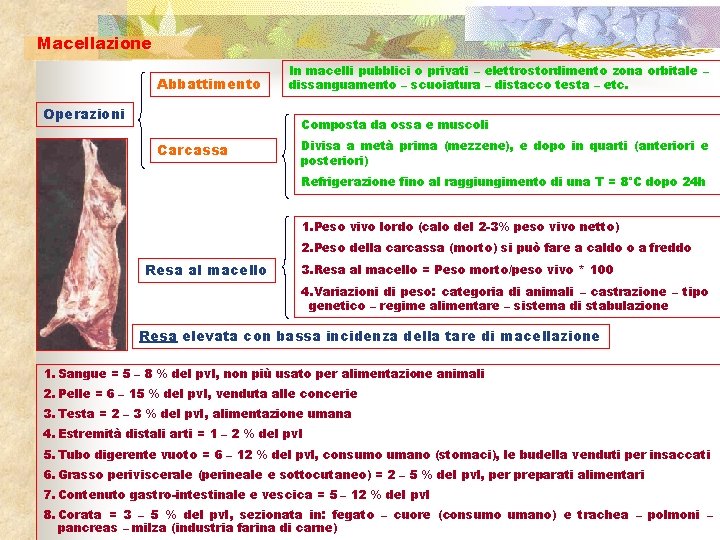 Macellazione Abbattimento Operazioni In macelli pubblici o privati – elettrostordimento zona orbitale – dissanguamento