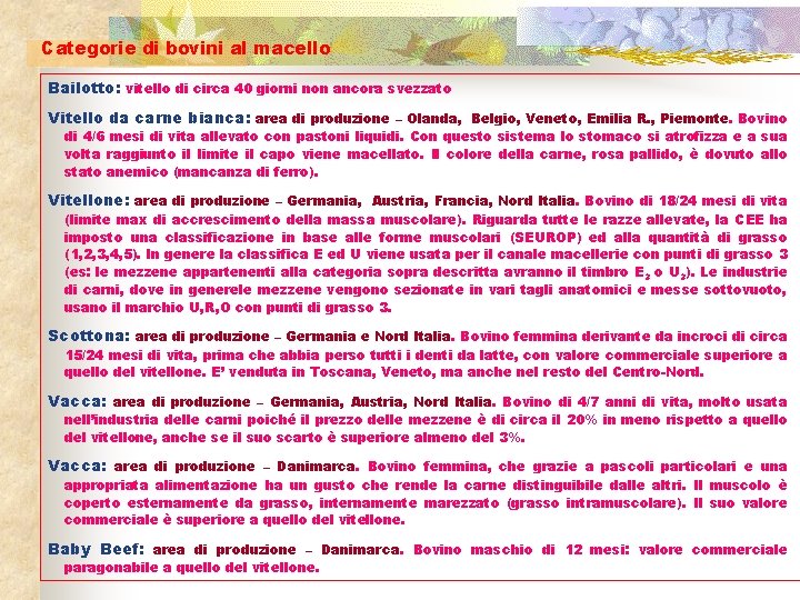 Categorie di bovini al macello Bailotto: vitello di circa 40 giorni non ancora svezzato