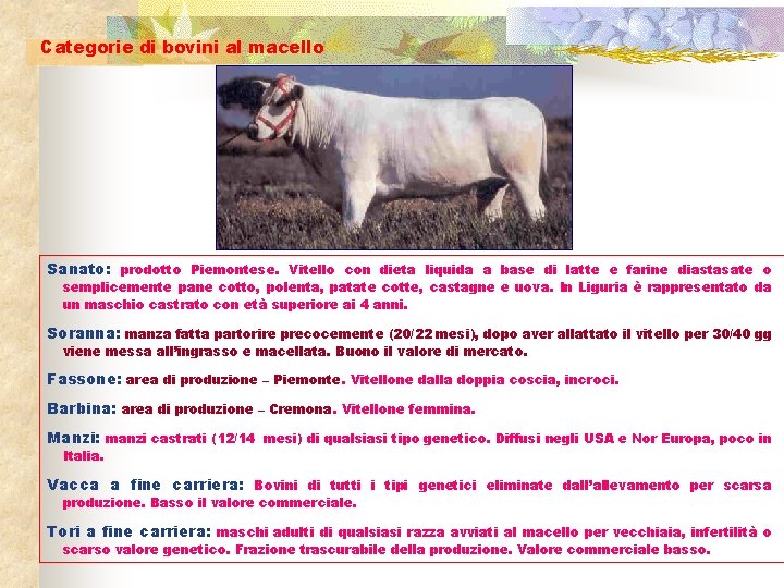 Categorie di bovini al macello Sanato: prodotto Piemontese. Vitello con dieta liquida a base